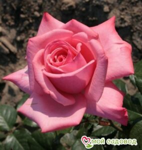 Роза чайно-гибридная Мерхен Кененген в Красный Холме