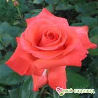 Роза Вау в Красный Холме