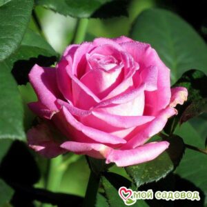Роза чайно-гибридная Аква в Красный Холме