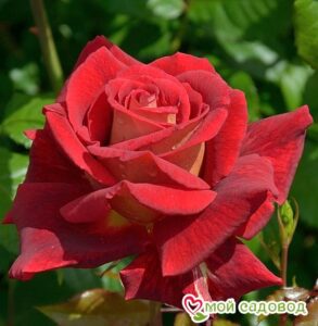 Роза чайно-гибридная Клеопатра в Красный Холме