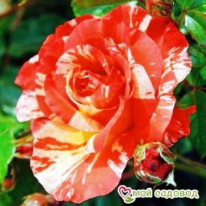 Роза Поль Гоген в Красный Холме