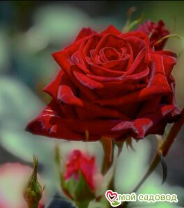 Роза чайно-гибридная София в Красный Холме