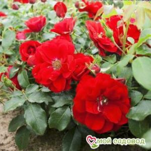 Роза Центро-Розе в Красный Холме