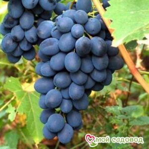 Ароматный и сладкий виноград “Августа” в Красный Холме