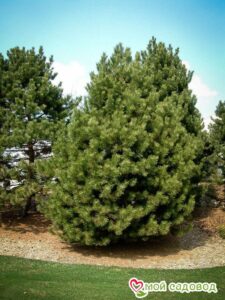 Сосна Чёрная (Pinus Nigra) в Красный Холме