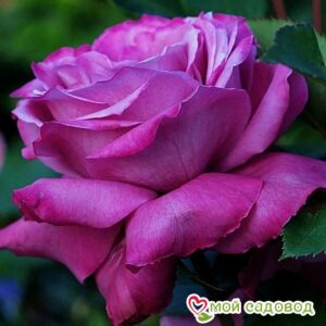 Роза чайно-гибридная Блю Парфюм в Красный Холме