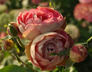 Роза Акрополис в Красный Холме