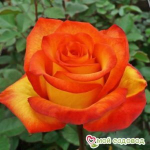 Роза чайно-гибридная Хай Буминг в Красный Холме