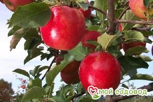 Яблоня Джонаголд в Красный Холме