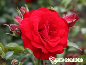 Роза Ротер Драх (Красный Дракон) в Красный Холме