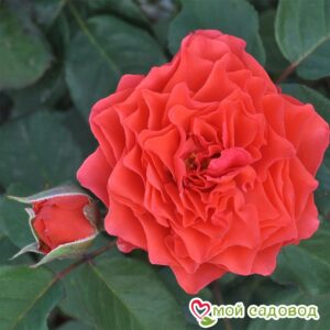 Роза Экланд де Кораил в Красный Холме