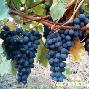 Виноград Молдова в Красный Холме