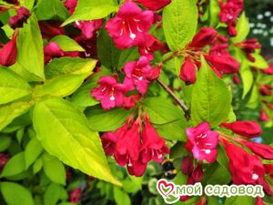 Вейгела цветущая “Рубидор” в Красный Холме