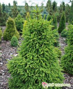 Ель обыкновенная (Picea abies) в Красный Холме
