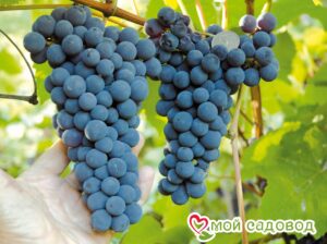 Виноград Амурский синий в Красный Холме