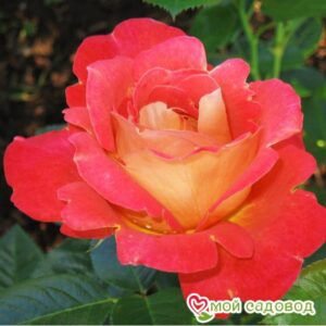 Роза Декор Арлекин в Красный Холме