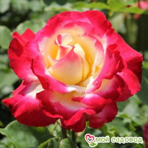 Роза чайно-гибридная Дабл Делайт в Красный Холме