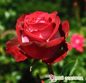 Роза чайно-гибридная Николь в Красный Холме