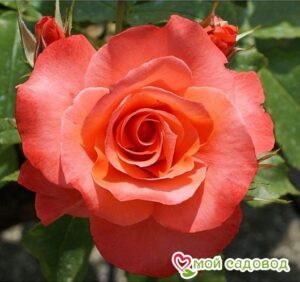 Роза чайно-гибридная Муви Стар в Красный Холме