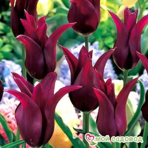 Тюльпан лилиецветный Бургунди в Красный Холме