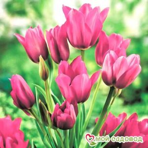 Тюльпан многоцветковый Пурпл Букет в Красный Холме