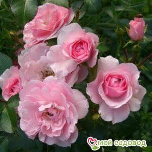 Роза полиантовая Bonica (Боника) в Красный Холме
