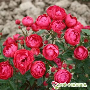 Роза полиантовая Морздаг Ред (Morsdag Red) в Красный Холме