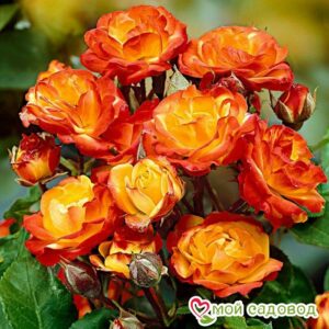Роза полиантовая Румба (Rumba) в Красный Холме