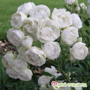 Роза полиантовая Морздаг Уайт (Morsdag White) в Красный Холме